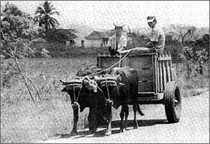 Two farmers on the highway outside Havana pilot one of the more popular forms of transportation in a country facing critical shortages of fuel and nightly blackouts &ndash; the ox-drawn cart.
